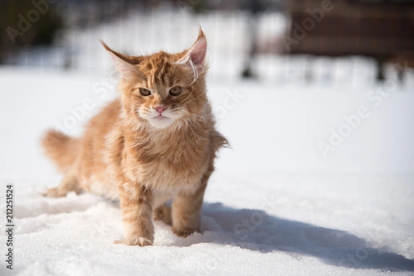Fototapeta Maine coon 