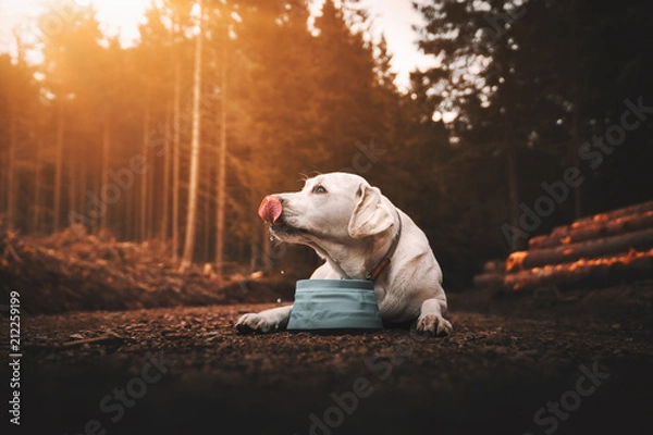 Fototapeta young thirsty purebred labrador retriever dog puppy lying down and drinking water out of dog bowl in forest during sunset