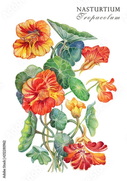 Fototapeta A-detailed-drawing-of-the-Nasturtium-flower.