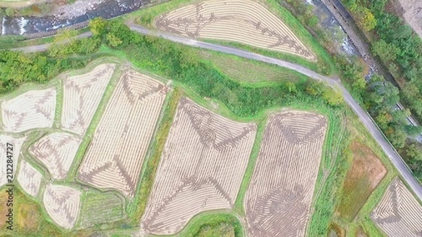 Fototapeta 田んぼアート