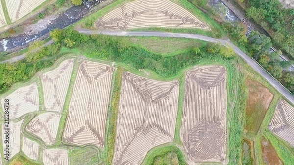 Fototapeta 田んぼアート