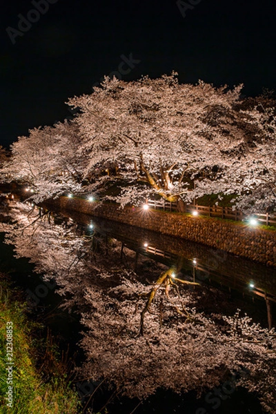 Fototapeta 夜桜