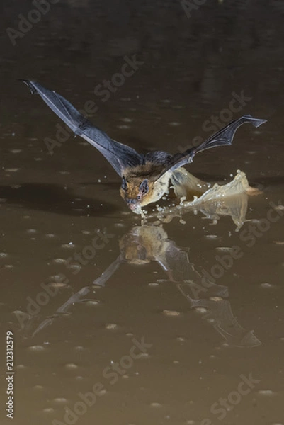 Obraz Pipistrelle Bat Drinking Flying