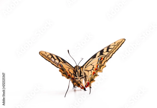 Obraz butterfly