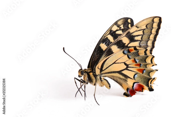 Obraz butterfly
