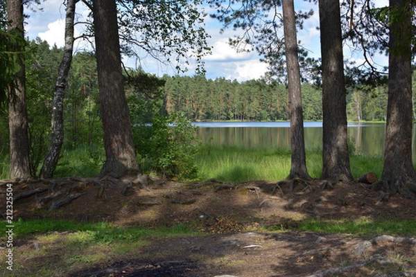 Obraz Natural landscape with a forest lake against a blue sky with white clouds