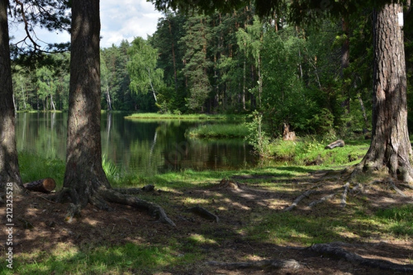 Obraz Natural landscape with a forest lake