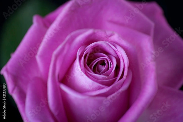 Fototapeta Pink Rose