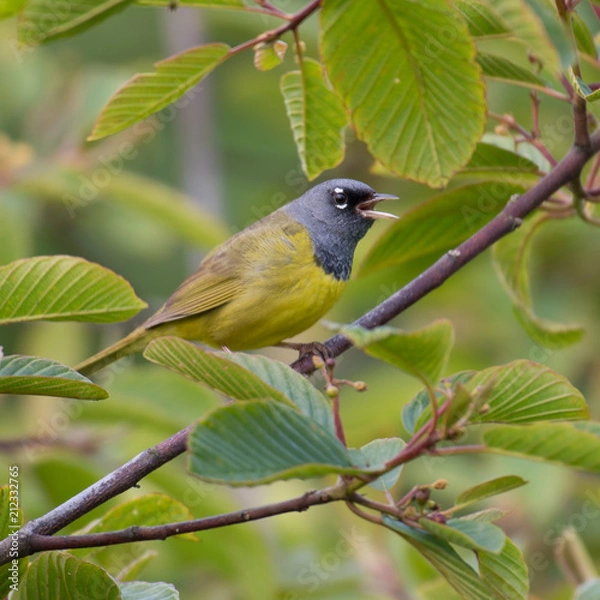 Obraz Macgillivray's Warbler