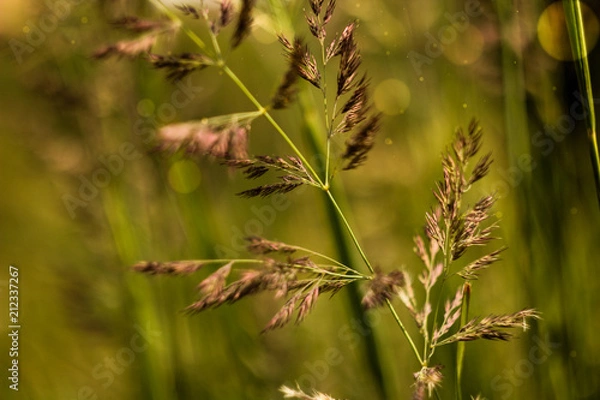 Fototapeta spikelets