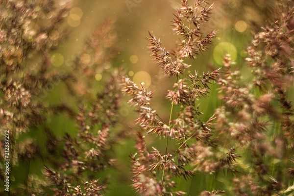 Fototapeta spikelets