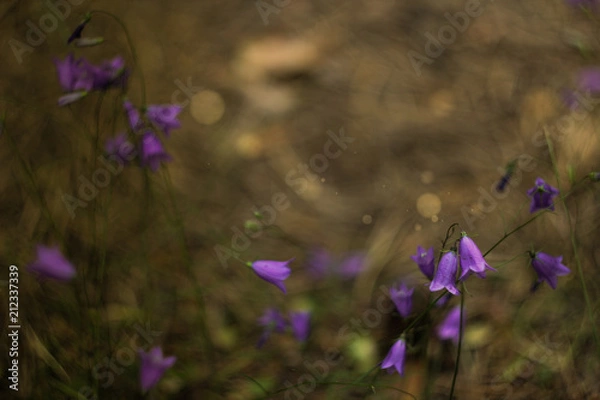 Fototapeta forest bell