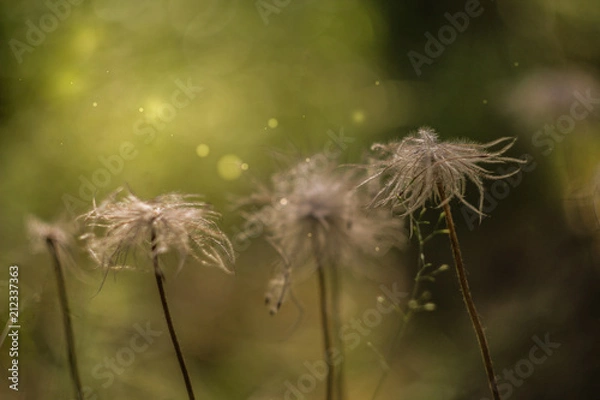 Fototapeta forest plants