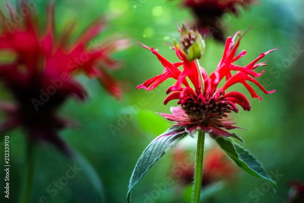 Fototapeta red flower