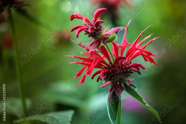 Fototapeta red flower