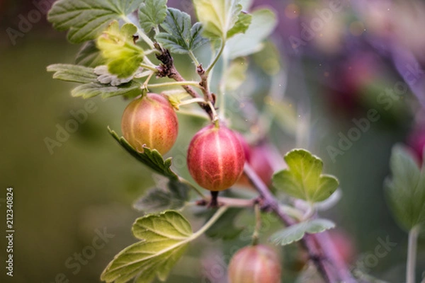 Fototapeta gooseberry