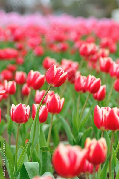 Fototapeta チューリップ畑