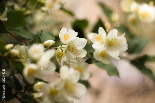 Fototapeta white flower