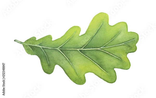 Obraz Green decorative oak leaf watercolour illustration. Symbol of strength, endurance, durability, regeneration, stability. Hand drawn water color painting on white background, isolated clip art detail.
