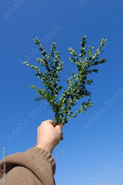 Obraz rameaux de buis