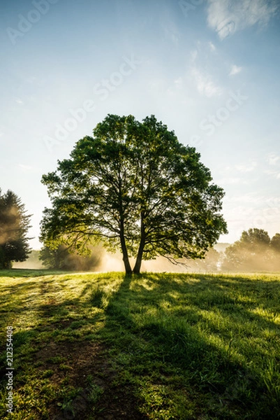 Obraz Baum im Licht