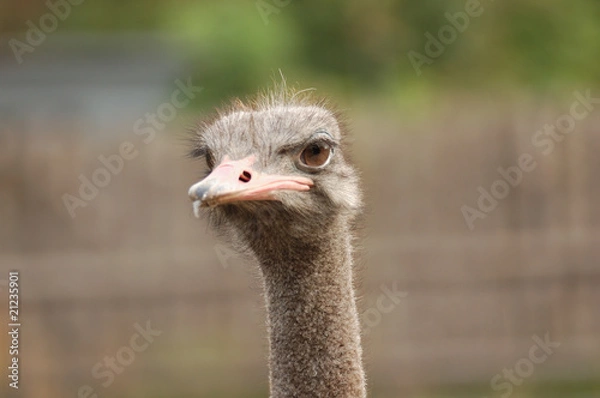 Obraz ostrich