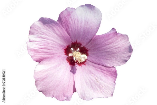 Obraz Syrian ketmia pale pink rose of Sharon 'Hamabo' flower.