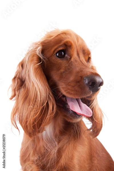 Obraz Baby Cocker Spaniel