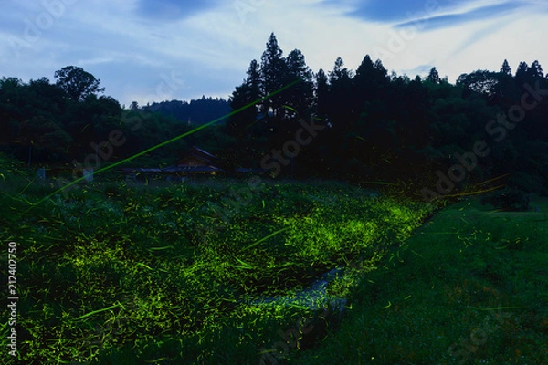 Fototapeta 出戸川のヘイケボタル