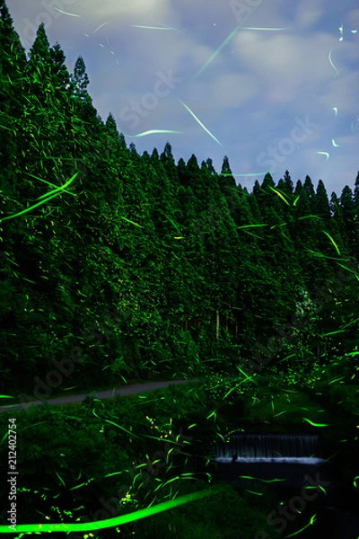 Fototapeta 出戸川のヘイケボタル