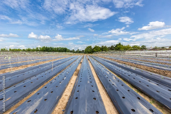 Obraz pole warzywne pokryte folią do ściółkowania