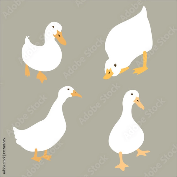Obraz duck white set vector illustration flat style