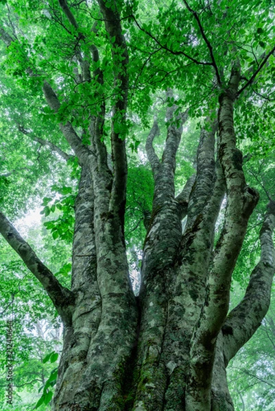 Obraz 霧かかる森