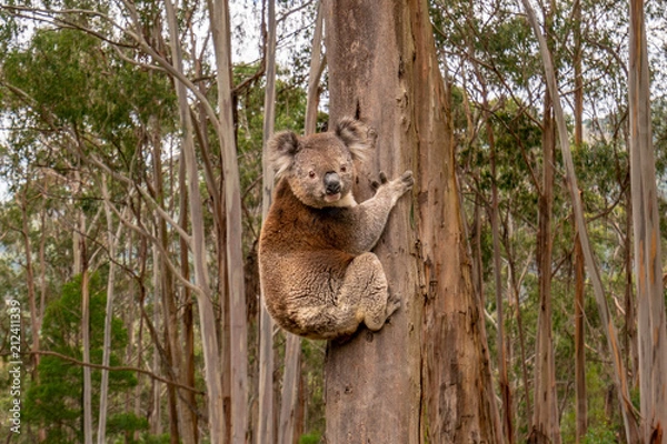 Obraz Koala
