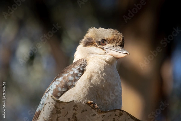 Obraz Kookaburra