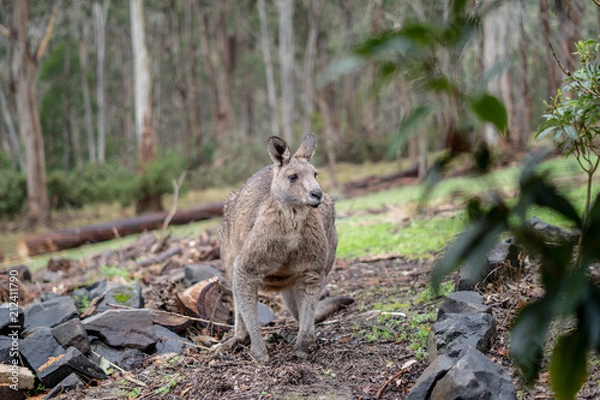 Obraz Male Kangaroo