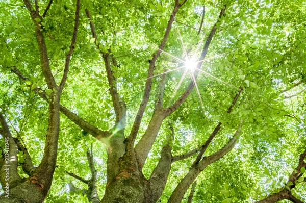 Obraz 大樹の木漏れ日