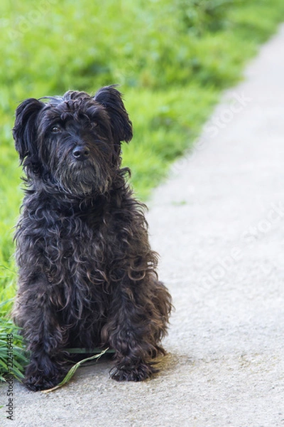 Fototapeta portrait of dog on the road