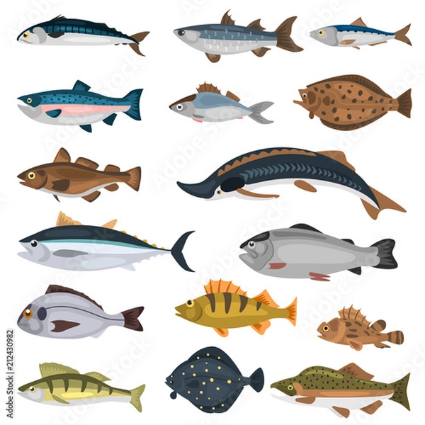 Obraz Commercial fish of the world color icons set isolated on white