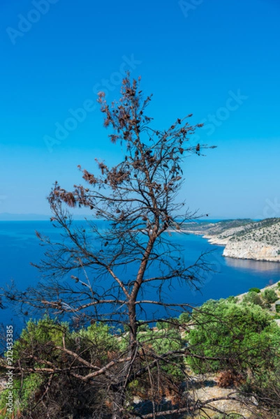 Fototapeta lonely tree on the beach