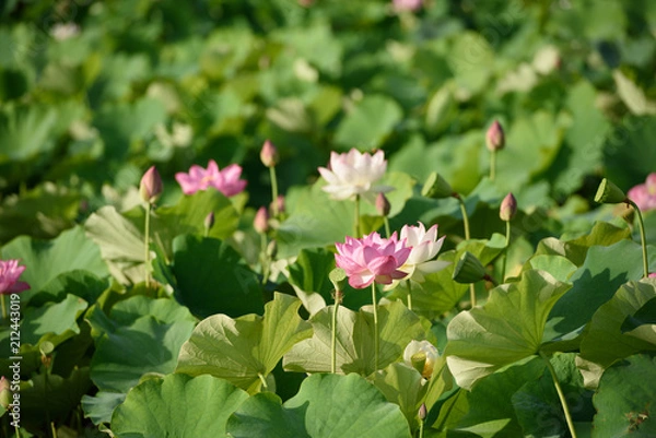 Fototapeta 蓮の花