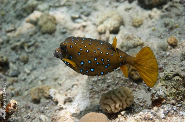 Obraz yellow boxfish