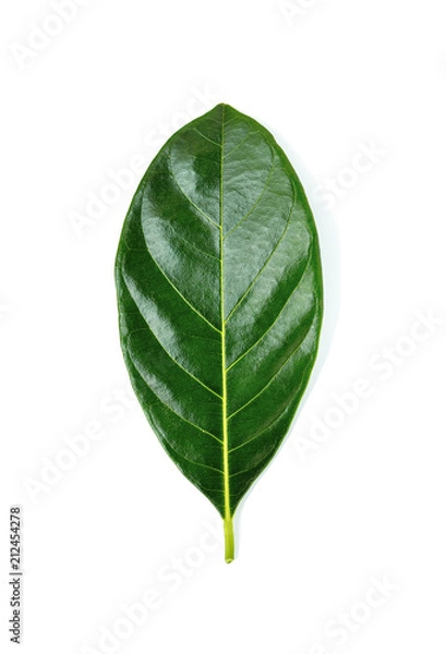 Obraz jackfruit leave on white background