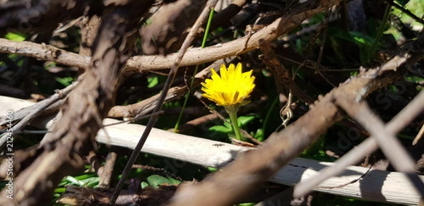 Obraz Löwenzahn im Totholz
