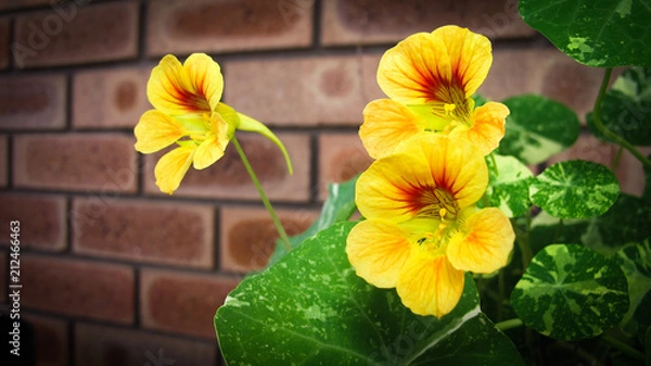 Obraz Nasturtium flower 3