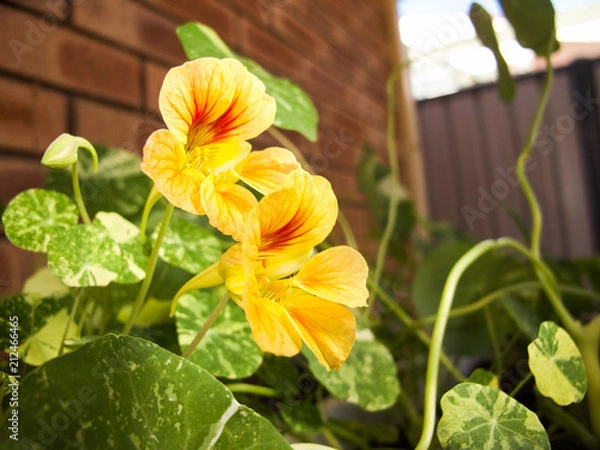 Obraz Nasturtium flower 4