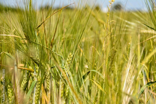 Obraz Weizenfeld im Hochsommer