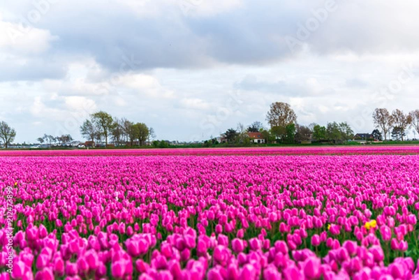 Obraz Tulips field landscape
