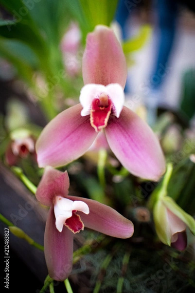 Fototapeta storczyki