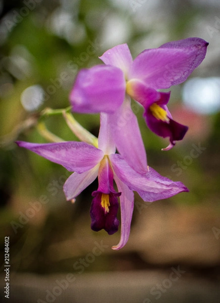 Fototapeta orchidea